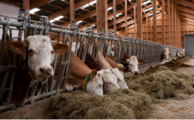 Осевые вентиляторы ebm-papst для животноводческих хозяйств